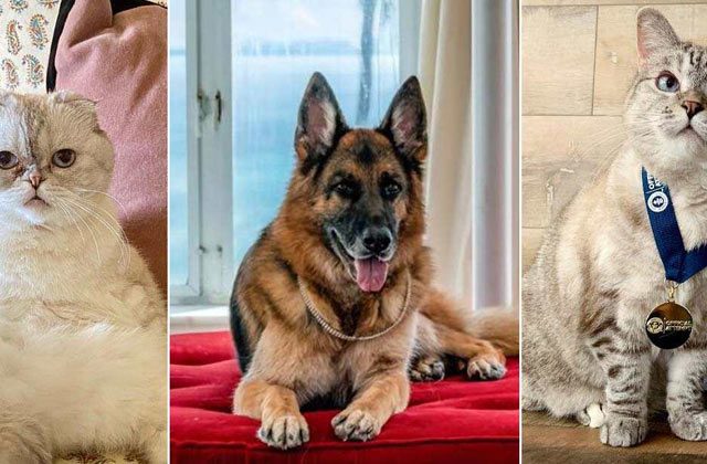 Richest Pets In The World In Hindi