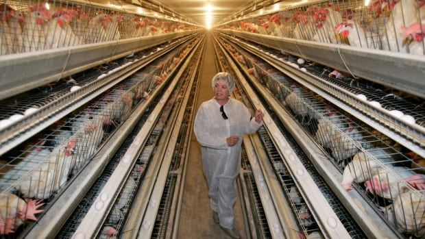 अंडे वेजीटेरियन हैं या नॉन-वेजीटेरियन ?