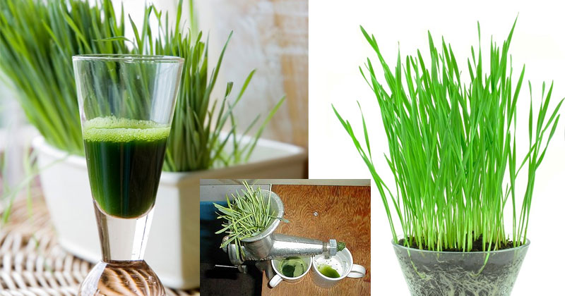 gehu ke jaware ke fayde