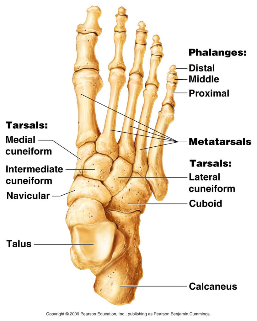 Types Of Bones In Hindi | Bones Kitne Prakar Ke Hote Hain