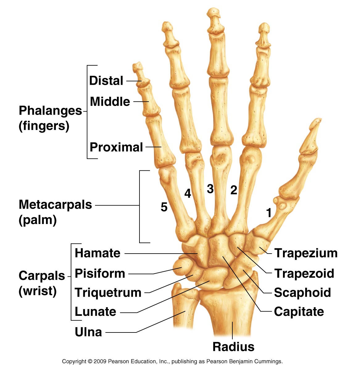 Types Of Bones | Bones Kitne Prakar Ke Hote Hain | 206 Bones