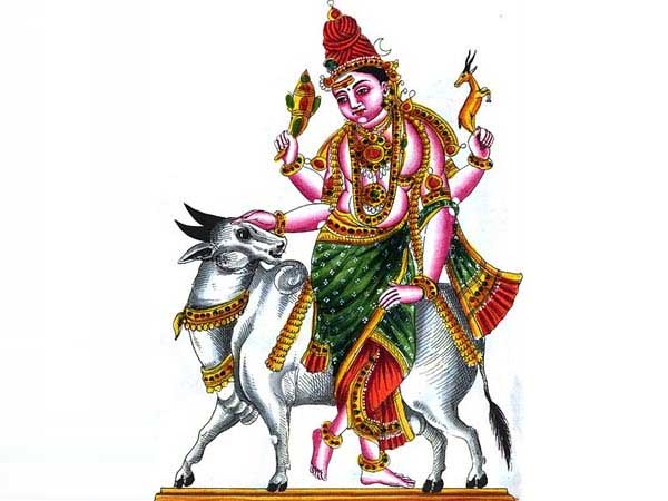 nandi cow | bull nandi