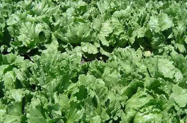 Lettuce Benefits in Hindi