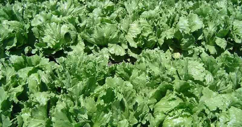 Lettuce Benefits in Hindi