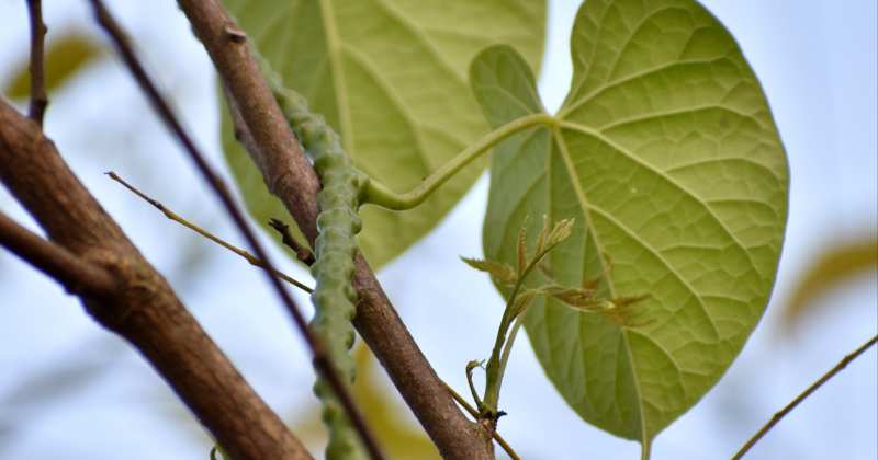 Giloy Benefits In Piles In Hindi