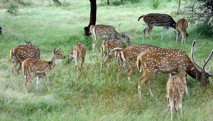 Ralamandal wildlife sanctuary