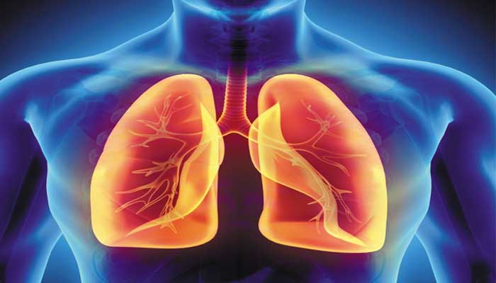 lungs