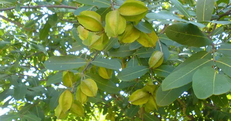 arjun-ki-chaal-ke-fayde-arjun-bark-benefits-in-hindi