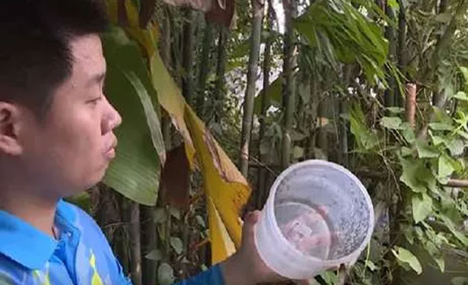 china manufacturing mosquitoes
