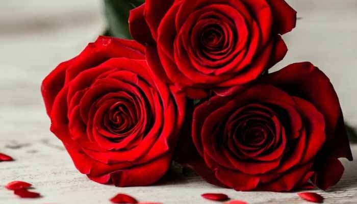 rose