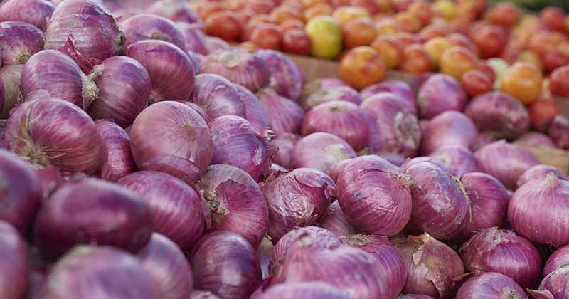 11000 tonnes of onions to reach india