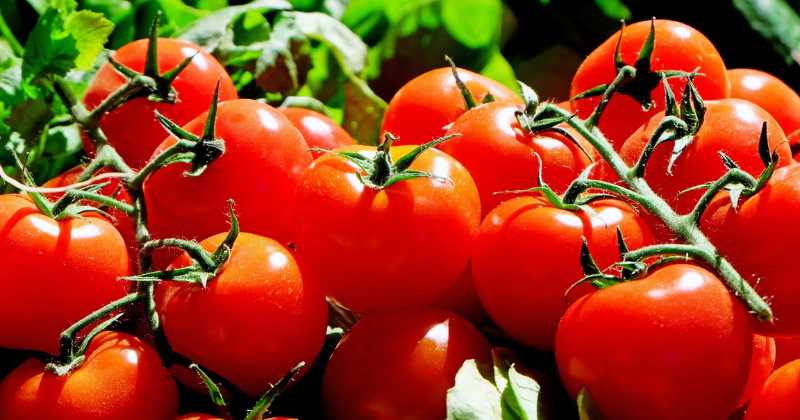 Health Benefits of Tomato in Hindi