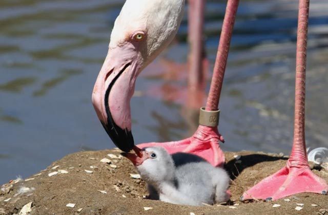 How Do Flamingos Feed Their Young Ones