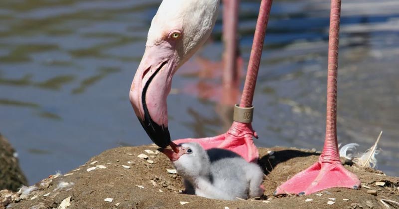 How Do Flamingos Feed Their Young Ones