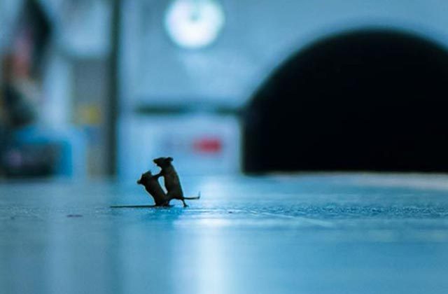 Wildlife Photographer Sam Rowleys Captured Pic Of Mice Fighting On Underground