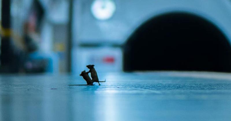 Wildlife Photographer Sam Rowleys Captured Pic Of Mice Fighting On Underground