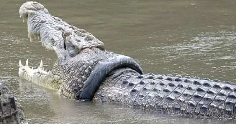 bike tire stuck in crocodile neck for four years indonesia government will reward the taker