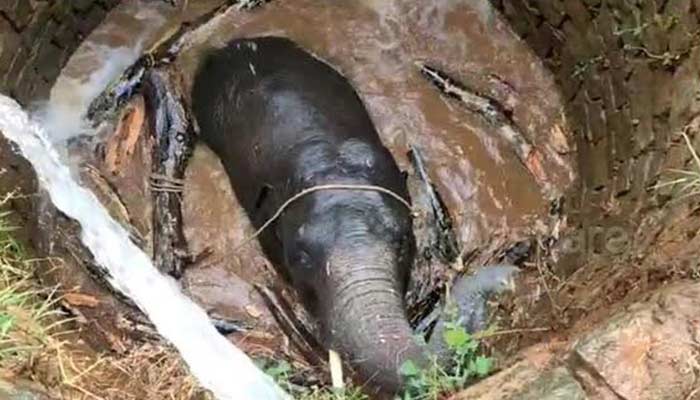 forest department rescue elephant calf by archimedes principle