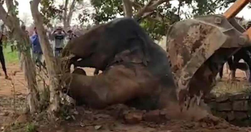 forest department rescue elephant calf by archimedes principle