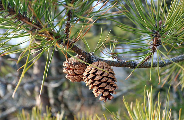 Pine Tree In Hindi