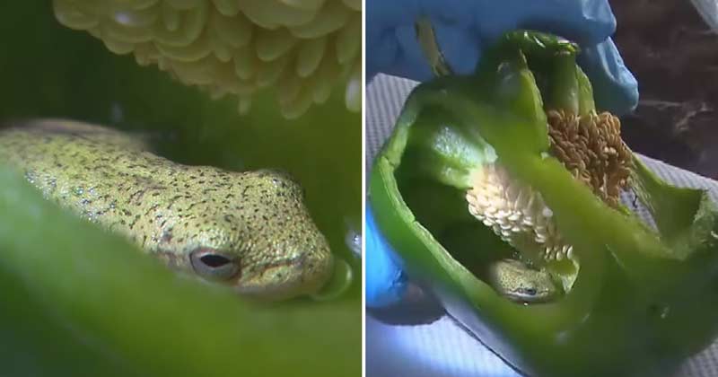 tiny frog inside capsicum