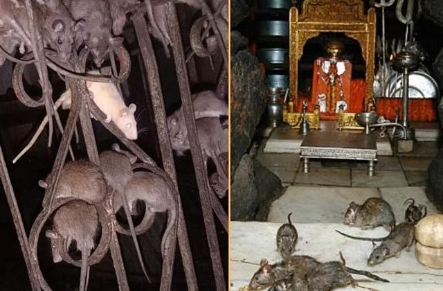 Karni Mata Temple History In Hindi