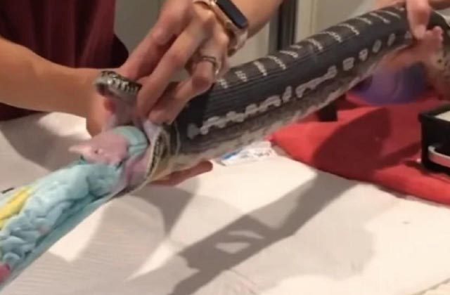 Python Swallows Beach Towel