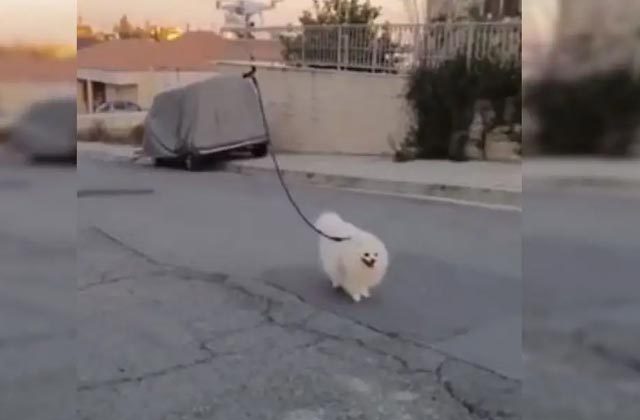 drone walks dog coronavirus