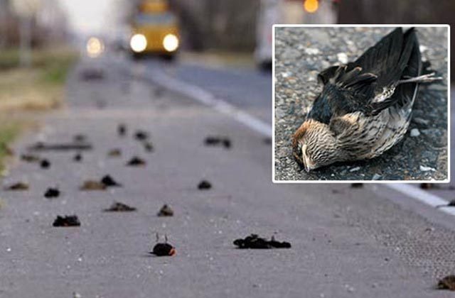 jatinga valley assam haunted story in hindi