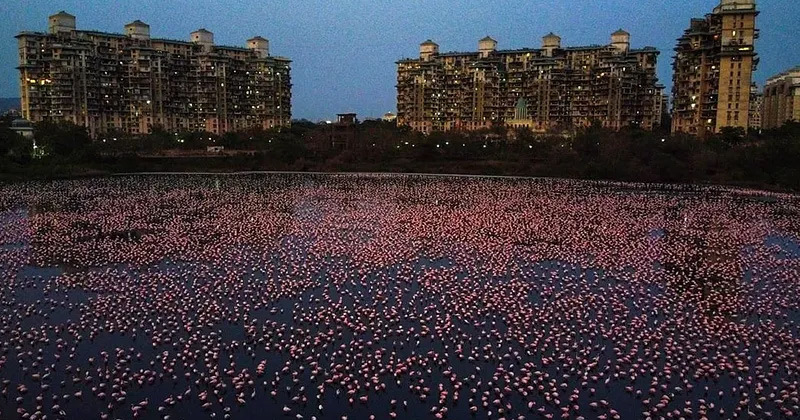 large flock of flamingos in navi mumbai lockdown