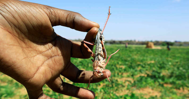 everything to know about locust swarms