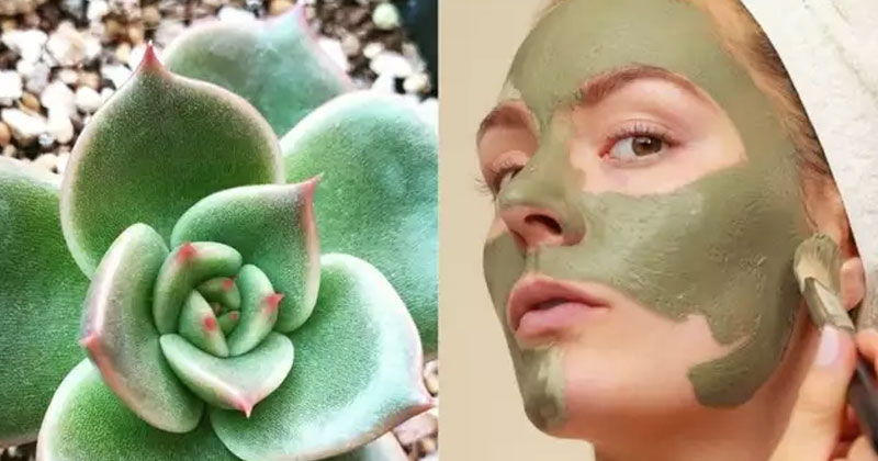 Benefits of Cactus Face Mask
