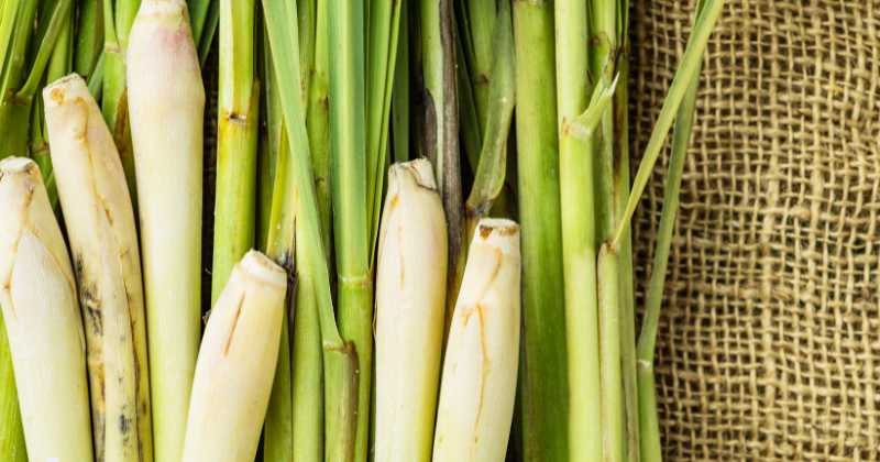 Benefits of Lemongrass in Hindi