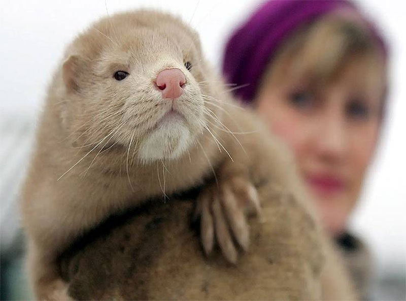 Netherlands government order to kill otters