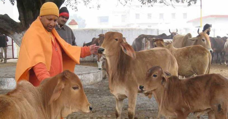 Uttar Pradesh will be punished on cow slaughter