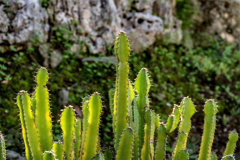 benefits of Cactus
