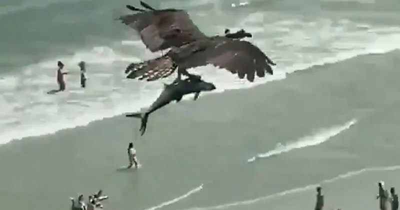Bird Flying with a Large Fish on Myrtle Beach USA