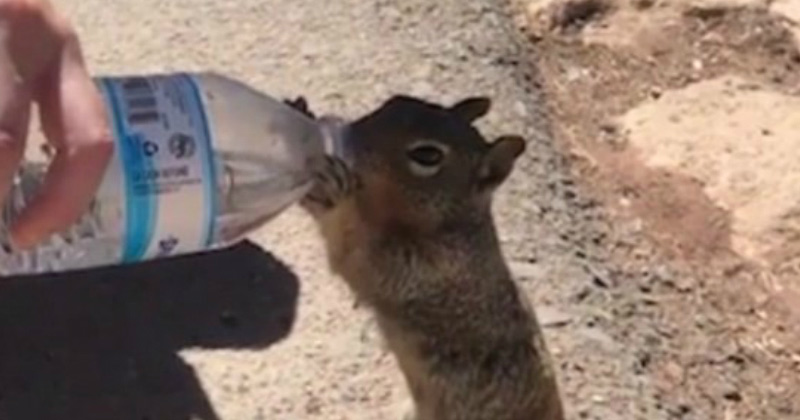 thirsty squirrel quick a drink hikers