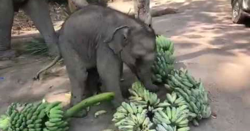 Baby Elephant Playing with Bananas
