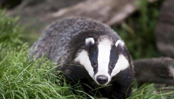 badgers Unusual Family Pets