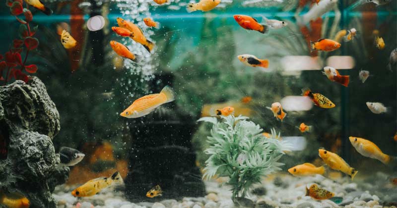 Benefits Of Fish Aquarium At Home