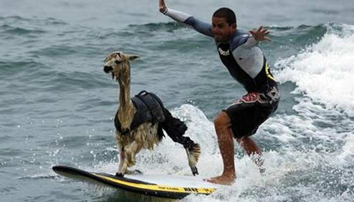 Alpaca- Unusual Family Pets