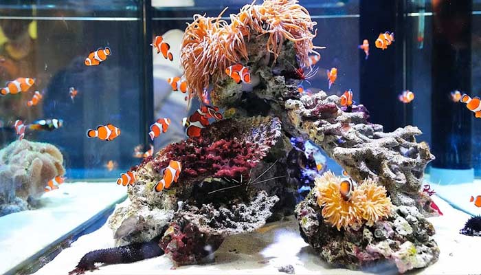 Benefits Of Fish Aquarium At Home In Hindi Fish Tank At Home