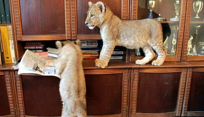 Cubs Unusual Family Pets