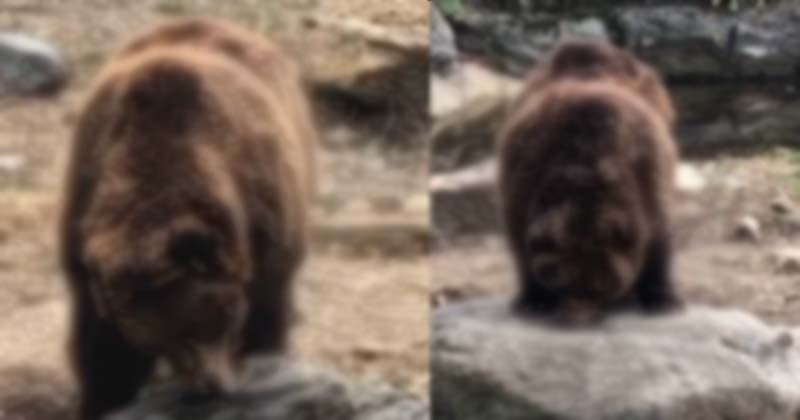 Two Bear Eating Honey Viral Video