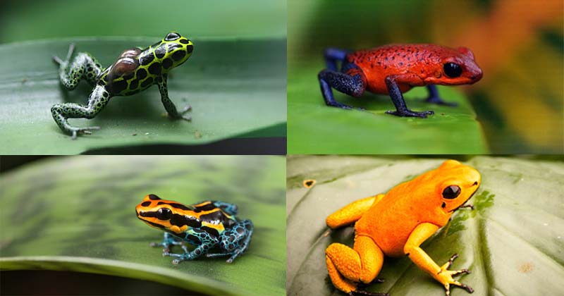 World Most Poisonous Dart Frog