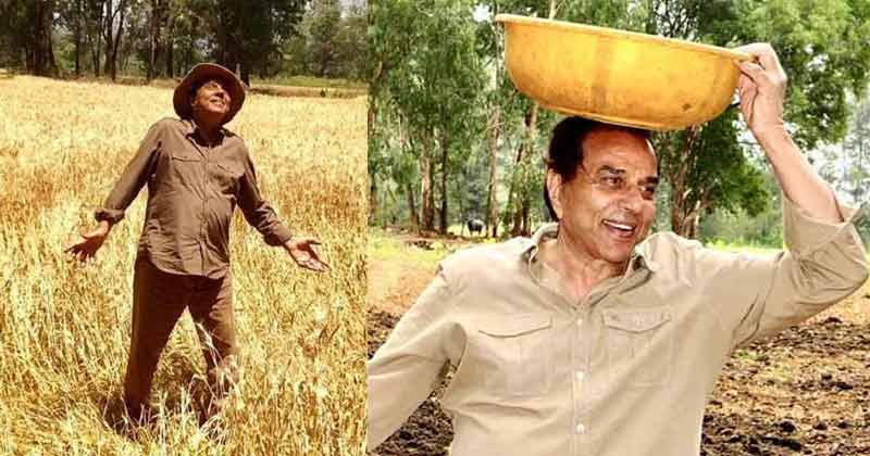 Dharmendra Went Grazing To Cow And Buffalo