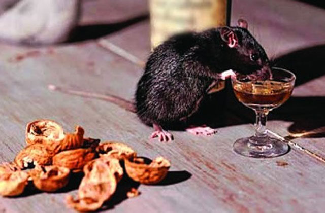 Rats Drink Alcohol