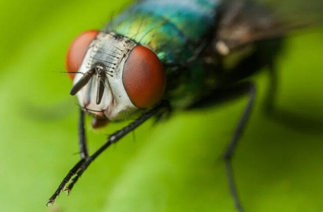 Why House Fly Rub There Hands In Hindi