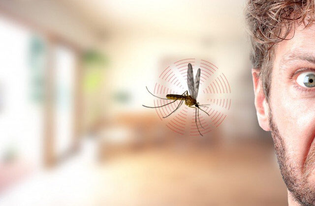 Why Mosquitoes Buzz Near Ear In Hindi